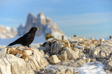 Südtirol Dolomiten Alpen - alps Dolomiti winter 	yellow-billed chough 5