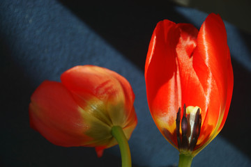 Tulpenblüte