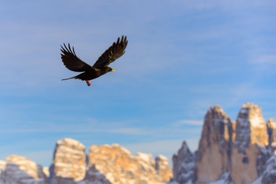 S&uuml;dtirol Dolomiten Alpen - alps Dolomiti winter 	yellow-billed chough 4