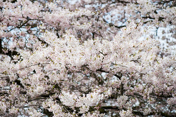 Blooming Tree Branches with White Flower
