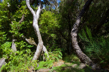 Fototapeta premium Madeira