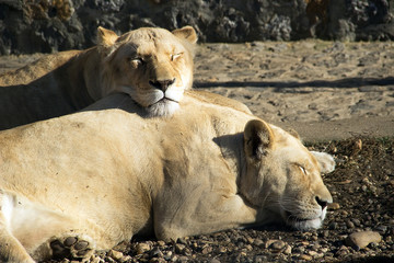 Two lionesses resting and sunbathing at a zoo