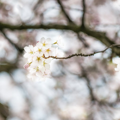 Blooming Tree Branches with White Flower