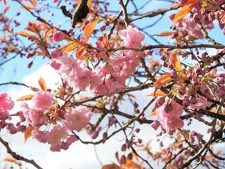 Pink Cherry Blossom.