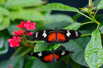 Schmetterling Makro butterfly macro 3 - obrazy, fototapety, plakaty