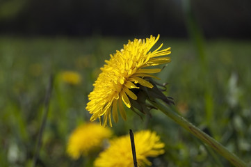 Yellow flower common dandelion