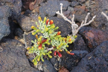 Succulent  plant between Lava stones on the East coast of Lanzarote, Canary Islands, Spain.