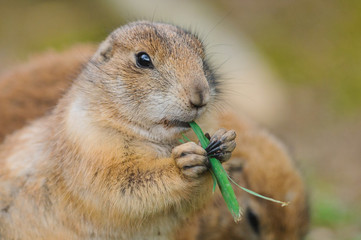 Präriehund, Erdhörnchen murmeltier marmot gopher marmot 5