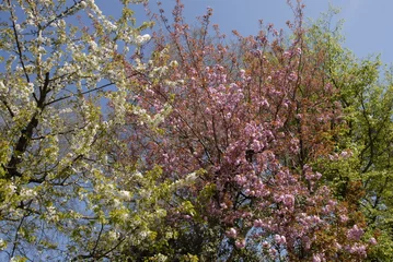 Foto auf Alu-Dibond bomen in bloei © Carmela