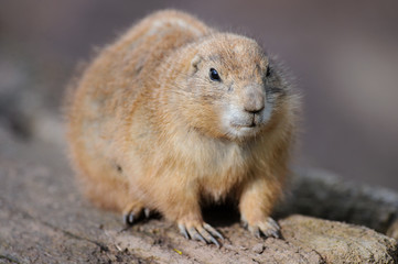 Naklejka na ściany i meble Präriehund, Erdhörnchen murmeltier marmot gopher marmot 4