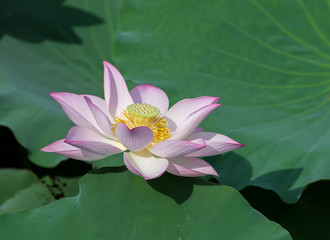 blooming lotus flower