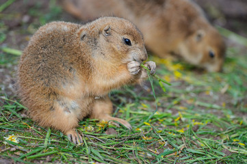 Präriehund, Erdhörnchen murmeltier marmot gopher marmot 3
