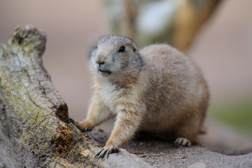 Naklejka na ściany i meble Präriehund, Erdhörnchen murmeltier marmot gopher marmot 1