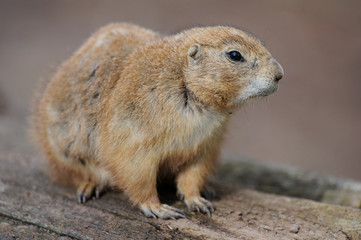 Erdhörnchen murmeltier marmot gopher marmot 16