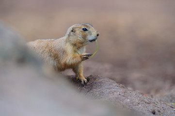 Erdhörnchen murmeltier marmot gopher marmot 8