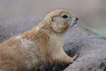 Naklejka na ściany i meble Erdhörnchen murmeltier marmot gopher marmot 6