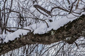 Снег,зима,мороз