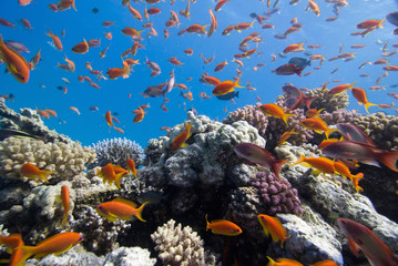 Colorful fish on the coral reef