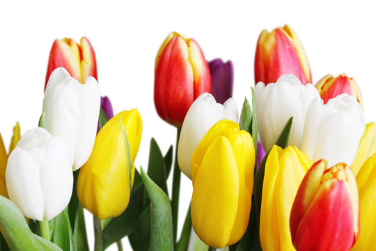 Bouquet of Tulips