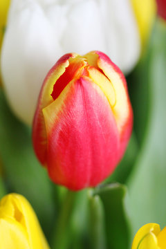 Red Tulip Close Up