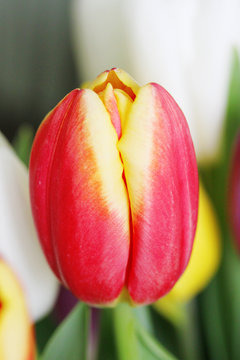 Beautiful Red Tulip