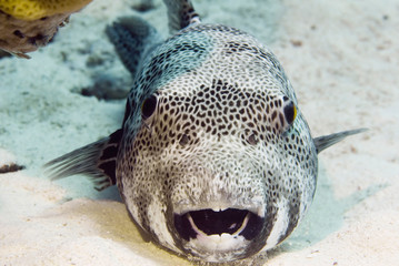 Black spotted puffer fish © Microgen