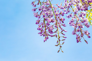 藤の花と青空