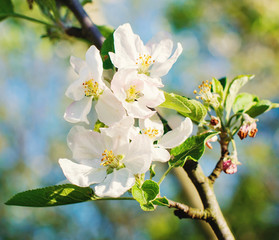branch of apple tree with white flowers