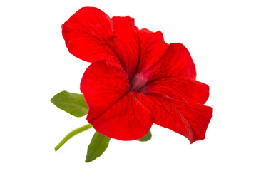 Red petunia flower isolated
