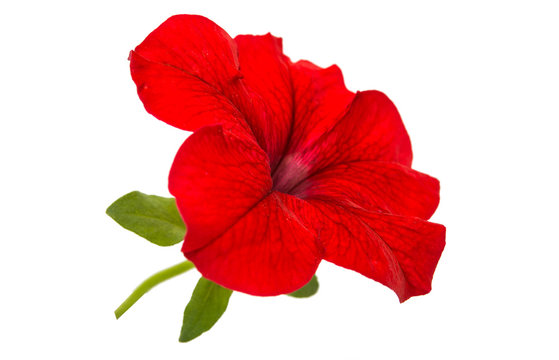 Red Petunia Flower Isolated