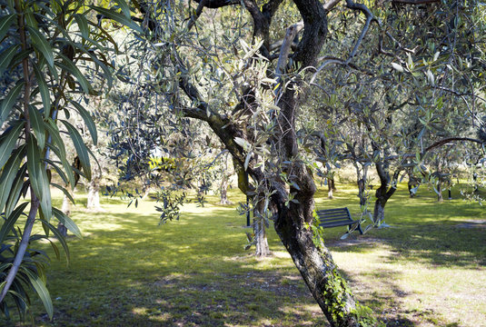Olive tree. Color image