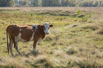 cow in a meadow