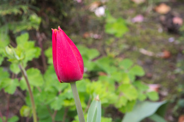 Tulip flower in the spring garden with blank space for text