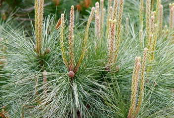 Albero di Pino - fioritura 