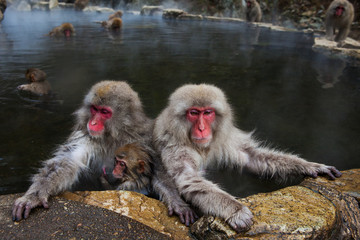 Naklejka premium Monkey, Asia, Japan 