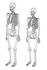 2d cartoon illustration of skeletons - male and female