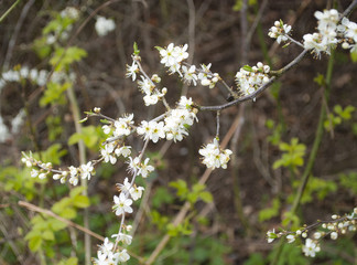 Weißdorn, Crataegus, in der Feldmark Schleswig-Holstein