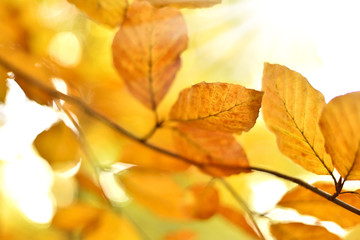 Beech tree with selective focus of the foreground and bright sun with smooth light. 