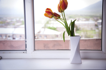tulips on window