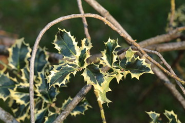 Agrifoglio giochi di foglie e rami