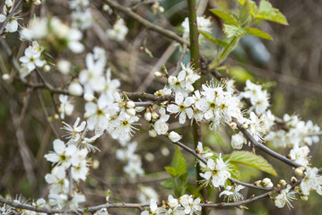 Weißdorn, Crataegus, in der Feldmark Schleswig-Holstein