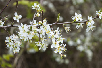 Weißdorn, Crataegus, in der Feldmark Schleswig-Holstein