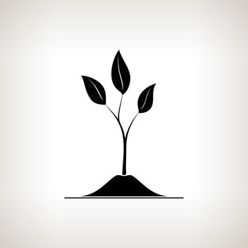 Sprout , a Young Shoot on a Light  Background , Plant Shoot Growing Up out of the Land, Black and White Vector Illustration