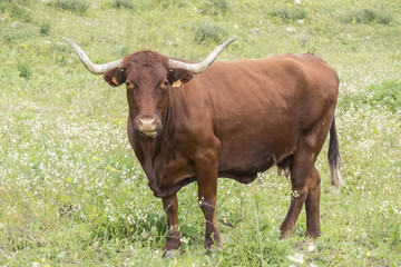 Bull in a flowery meadow