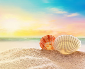Fototapeta na wymiar Seashells and summer beach