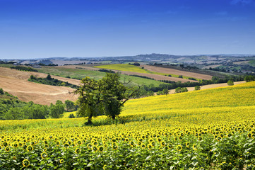 Country landscape in Marches (Italy)