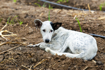 Lonely dog at farm.