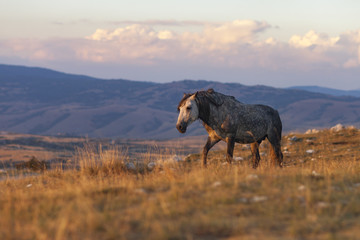 one horse on the mountain