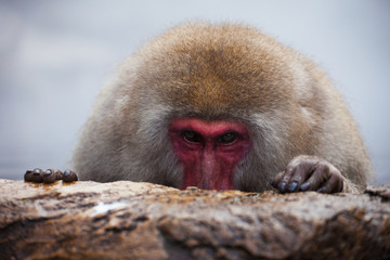 Monkey, Asia, Japan

