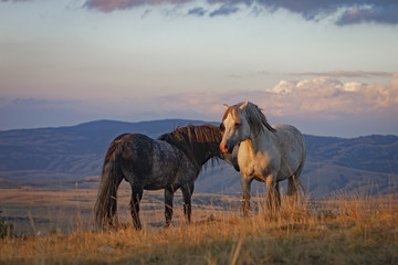 Obraz na płótnie Canvas two horses on the mountain